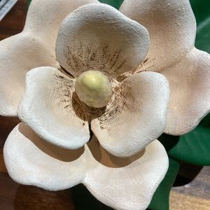 Beautiful Magnolia On A Branch